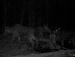 imag0115-lo-samka-i-2-tel