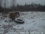 imag0117-zu-i-pokryshka-0