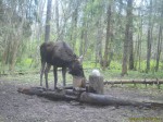 imag0119-lo-samec-0-00013