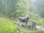 imag0119-lo-samka-0-mov_s