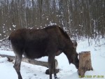 imag0120-lo-samka-stelnay