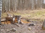 imag0121-ks-samka-i-golub