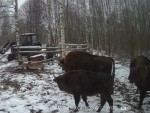 imag0126-zu-kormezhka-00-