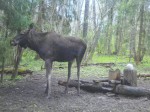 imag0129-lo-0-000088-12-1
