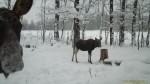 imag0130-lo-samka-i-telen