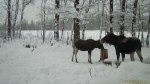 imag0131-lo-samka-i-1