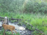 imag0133-ks-kozel-i-golub