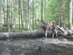imag0136-lo-0-0000630