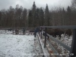 imag0139-zu-stado-kormlen