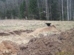 imag0140-vorona-i-hischni
