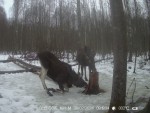 imag0142-lo-korova-i-tele