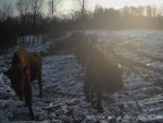 imag0142-zu-idut-k-trakto