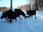 imag0143-lo-samka-i-2-tel