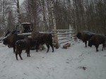 imag0143-zu-stado-i-vojte