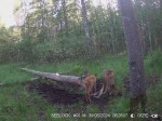 imag0144-ks-kozel-0-00057