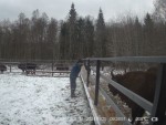 imag0144-zu-stado-kormlen