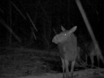 imag0148-lo-dvoe-0-mov_sn