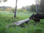 imag0148-lo-samka-i-telen