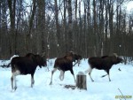 imag0150-lo-troe-000-mov_