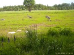 imag0153-seryj-zhuravl-2-