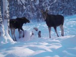 imag0154-lo-samka-i-telen