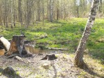 imag0156-sojka-0-mov_snap