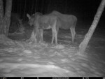 imag0159-lo-samka-i-telen