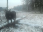 imag0160-lo-0-mov_sn0
