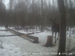 imag0162-lo-korova-i-tele