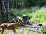 imag0163-ks-samka-0-0
