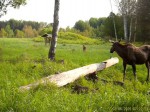 imag0163-lo-samka-0-mov_s