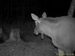 imag0166-lo-samka-i-telen