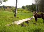 imag0171-lo-samka-i-telen