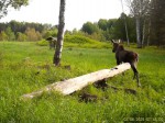 imag0173-lo-samka-i-telen