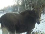imag0175-lo-samka-i-telen