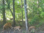 imag0188-ks-i-2-kozlenka-