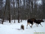 imag0189-lo-dvoe-gonyayut