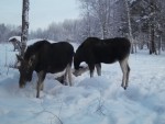 imag0189-lo-samka-i-bycho