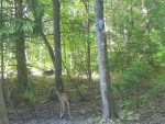imag0192-ks-i-2-kozlenka-
