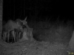 imag0192-lo-samka-i-telen
