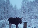 imag0193-lo-0-0000220