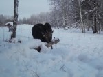 imag0196-lo-samka-i-bycho