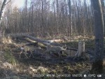 imag0197-ks-samec-0-00181