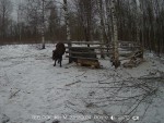 imag0199-zu-cheshitsya-0-