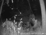 imag0200-lo-samka-s-telen