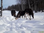 imag0204-lo-samka-i-2-tel