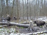 imag0209-lo-samka-i-2-tel
