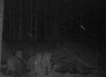 imag0222-ka-stado-7_8-001