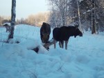 imag0222-lo-samka-i-bycho
