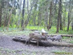 imag0232-ks-samka-i-samec